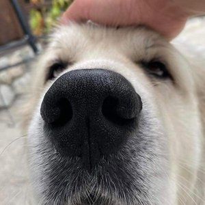 Meet your Posher, Ava